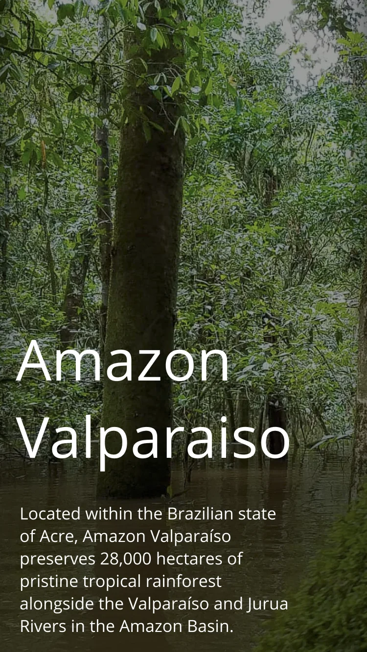 Refined Amazon Valparaiso project details - full-bleed hero photograph of rainforest canopy with title and details below.